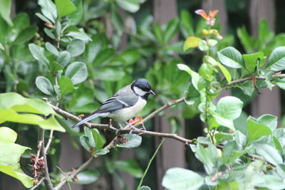 Close-up of carolina chickadee perching on twig