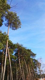 Low angle view of trees against blue sky