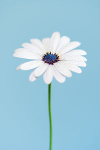 Close-up of white flower against blue sky