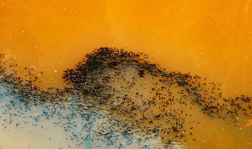 Newly laid frog eggs from european common brown frog, rana temporaria