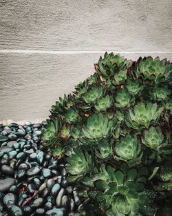 Directly above shot of succulent plant against wall