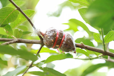 Close-up of butterfly on tree branch