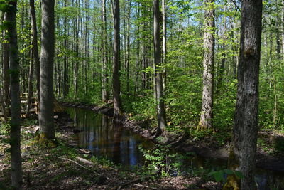 Trees in forest