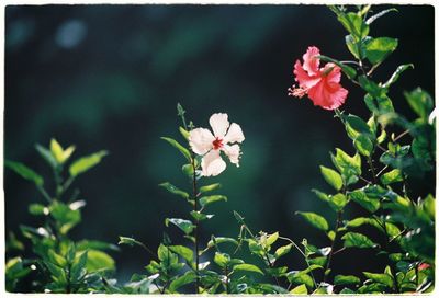 Close-up of flowers blooming outdoors