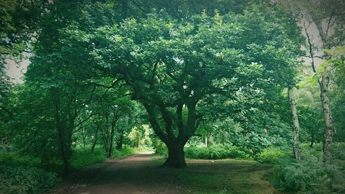 Trees in park