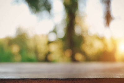 Close-up of blurred trees