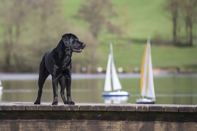 Black dog looking away while standing on retaining wall against lake