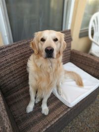 Portrait of dog sitting at home