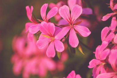 Close-up of pink flowers growing outdoors