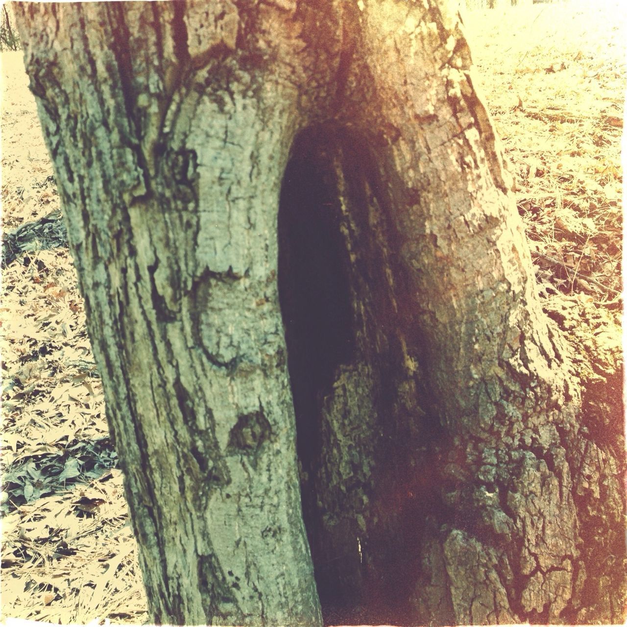 tree trunk, textured, tree, nature, rough, growth, sunlight, close-up, day, tranquility, outdoors, wood - material, shadow, no people, weathered, bark, sand, wall - building feature, pattern, natural pattern