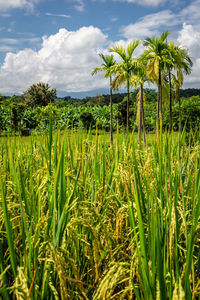 Scenic view of farm against sky