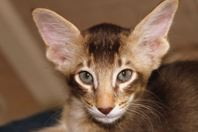 Close-up portrait of tabby cat