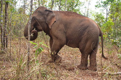 Portrait of the elephant in cambodian jungle