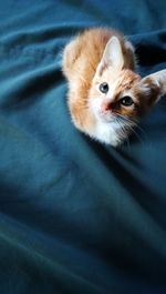 High angle view portrait of kitten