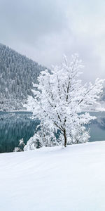 A tree covered with snow and black on the background of a mountain lake,. winter landscape.