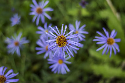 Close-up of purple flowers blooming outdoors