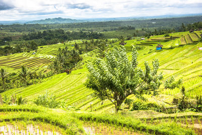 Scenic view of agricultural field against sky