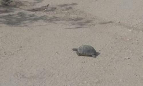 High angle view of crab on sand at beach