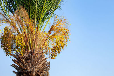 Low angle view of palm tree against clear blue sky