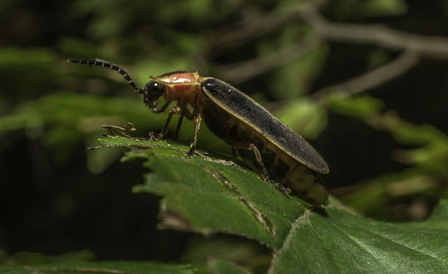 Close-up of insect on leaf