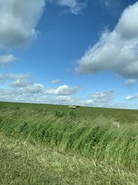 Scenic view of field against sky