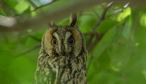 Close-up portrait of a owl