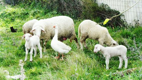 High angle view of sheep family and duck on grassy field