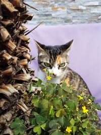 Portrait of a cat