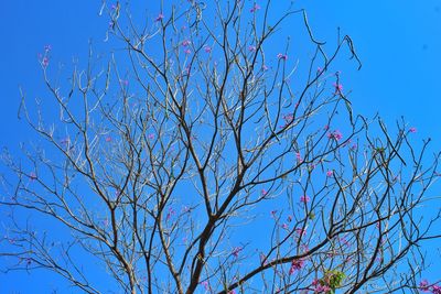 Low angle view of bare tree against blue sky