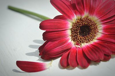 Close-up of pink flower