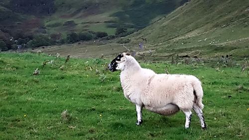 Sheep grazing on grassy field