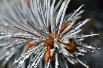 Close-up of raindrops on pine tree