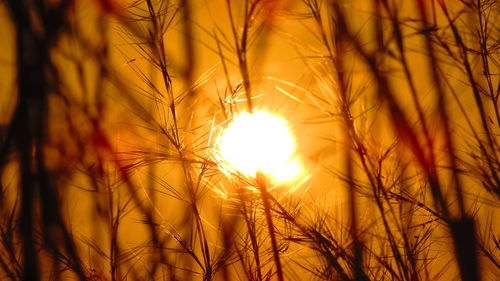 Sun shining through bare trees