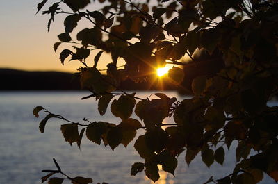 Tree by lake against sky during sunset