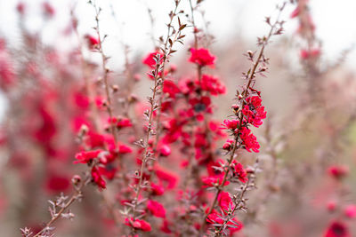 Close-up of pink flowers on branch