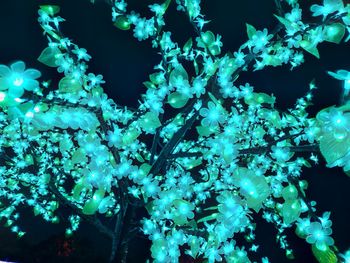 Low angle view of flowering plants at night