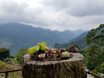 Close-up of fruits on tree against mountain