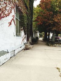 Empty walkway along trees