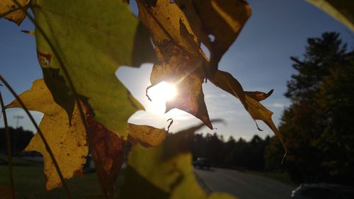 Close-up of tree against sky