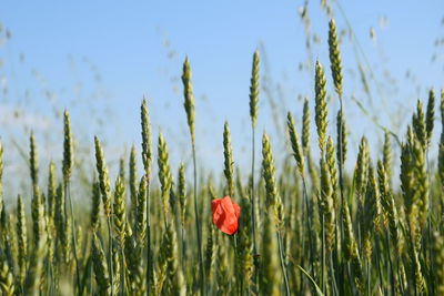 Close-up of red poppy flowers in field