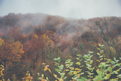 Trees in forest against sky during autumn