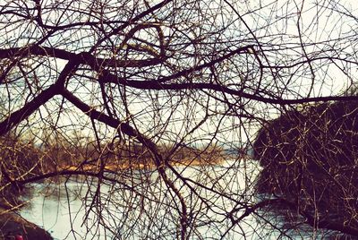 Bare tree by lake against sky