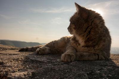 Close-up of sleeping cat