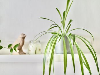 Close-up of plant against wall