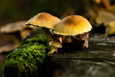 Close-up of mushroom growing on land