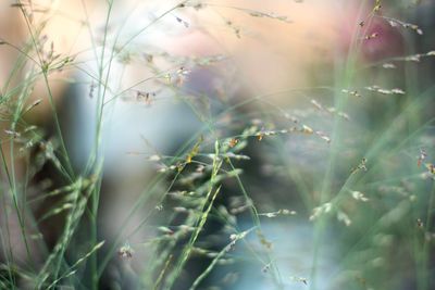 Close-up of grass growing on field