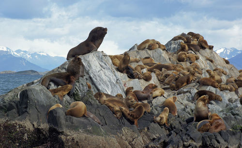 Scenic view of rocks on beach against sky