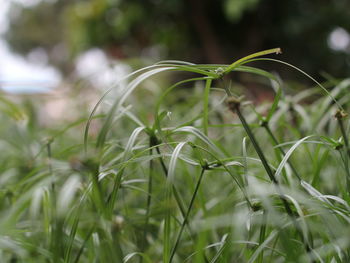 Close-up of fresh green plant in field