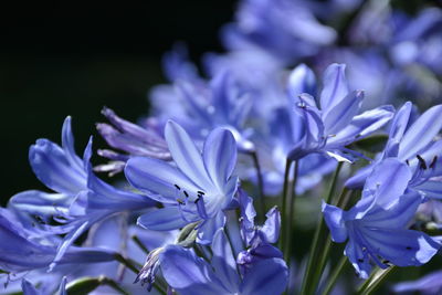 Close-up of purple crocus blooming outdoors