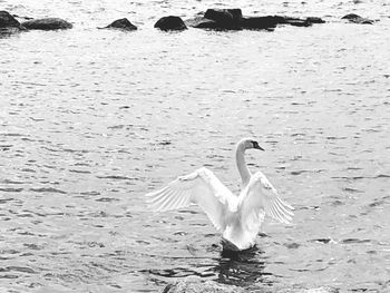 View of swan flying over lake